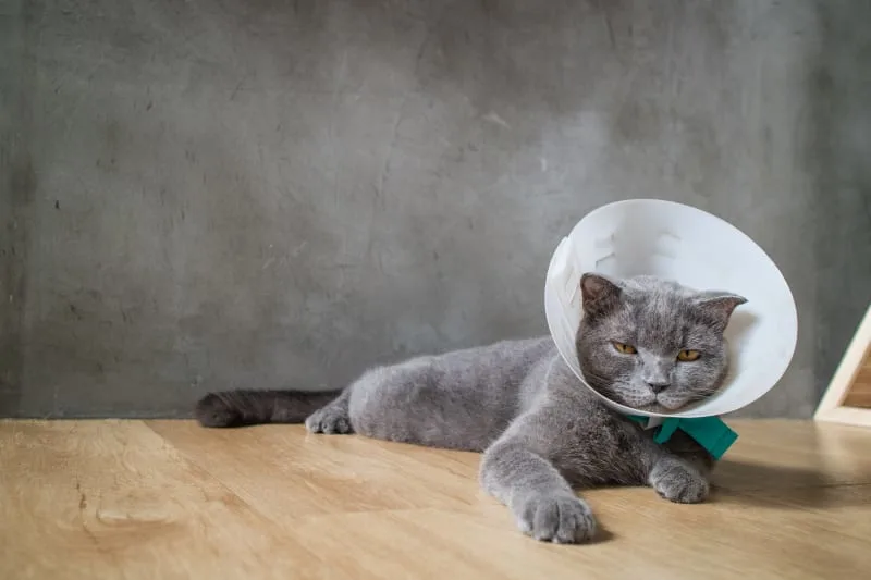 Male Cat Before & After Neutering: Behavior & Recovery