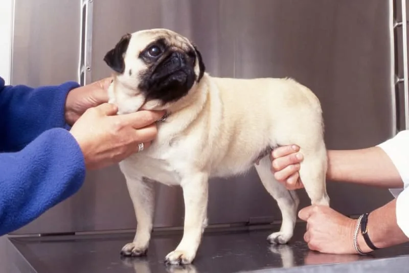 Dog Hip Dysplasia Surgery