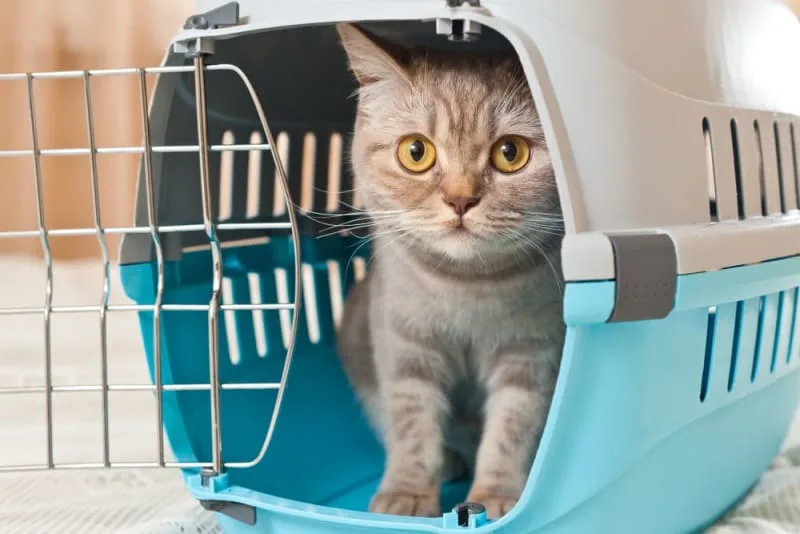 Where to Leave a Cat While on Vacation