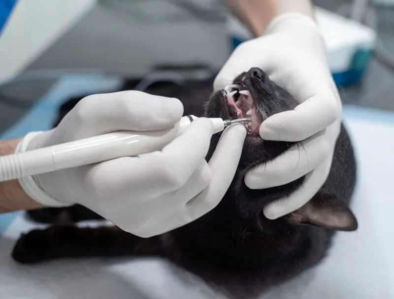 February is Pet Dental Health Month!