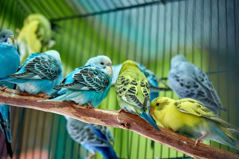 How Exotic & Avian Veterinarians Help Your Pet