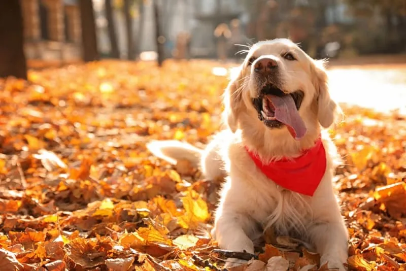 Dog Dental Care - How to Take Care of Your Dog's Teeth