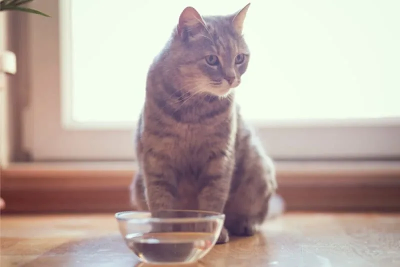Cat Won't Drink Water: Possible Causes & What to Do