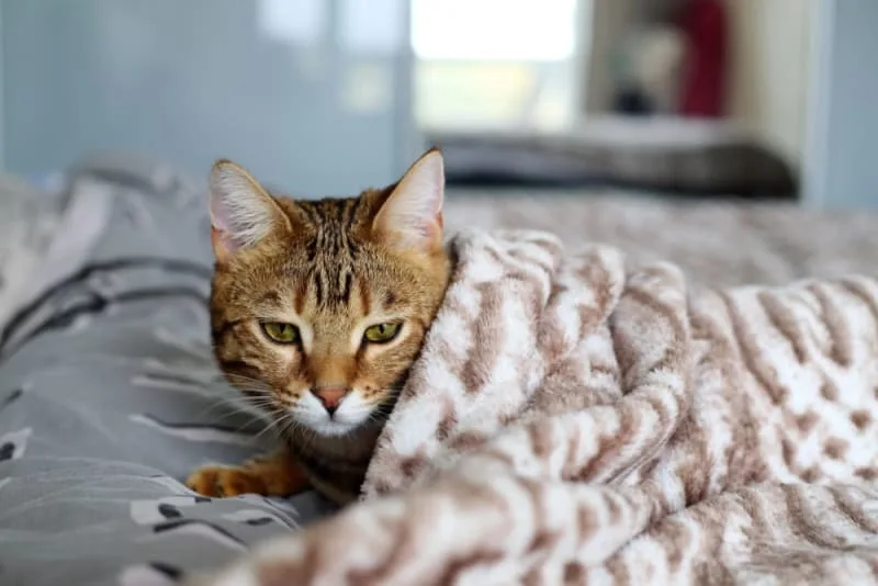 Diet for cats with hyperthyroidism