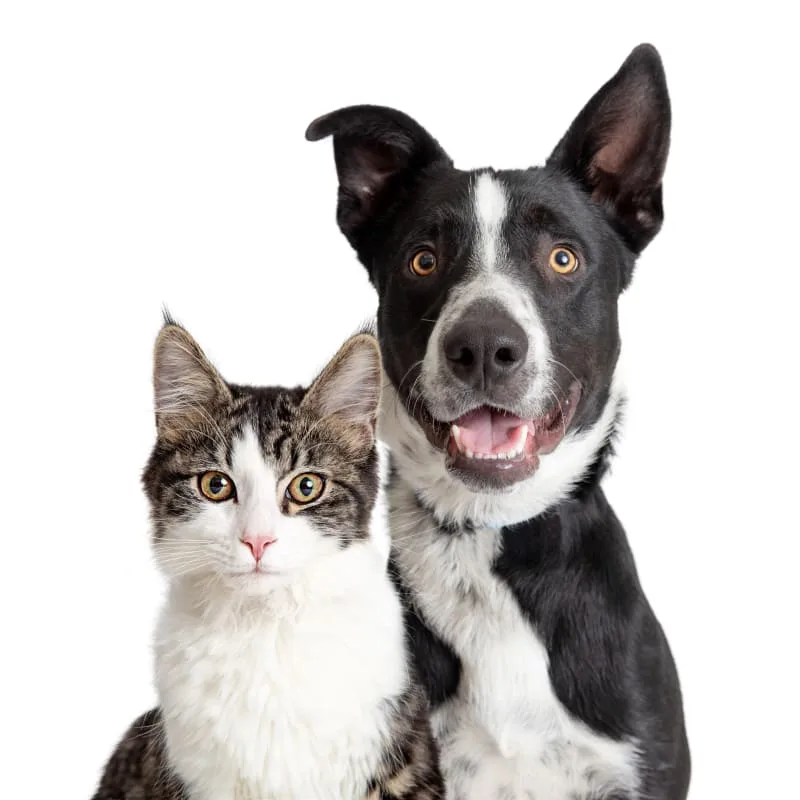 Dog Checkups and Cat Checkups