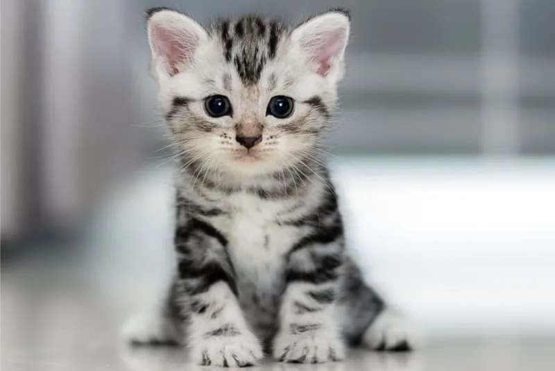 Kitten Age Chart: How to Tell How Old a Kitten Is?