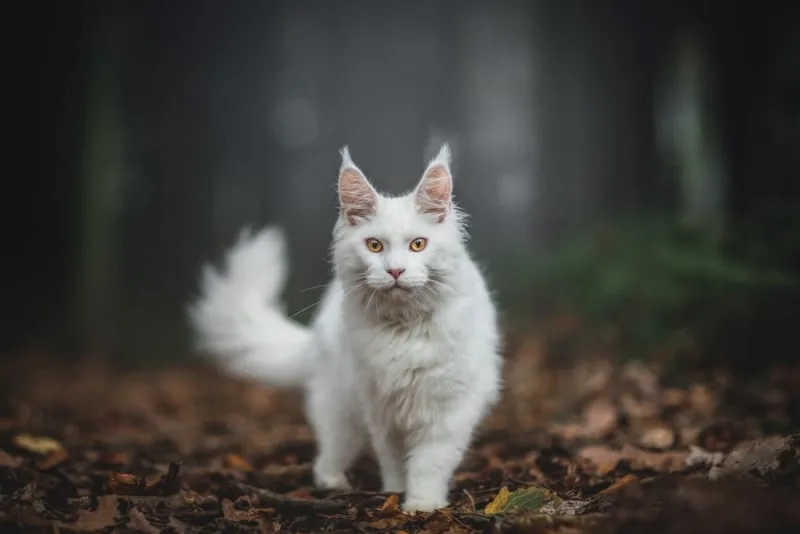 Importance of Fecal Exams for Dogs & Cats