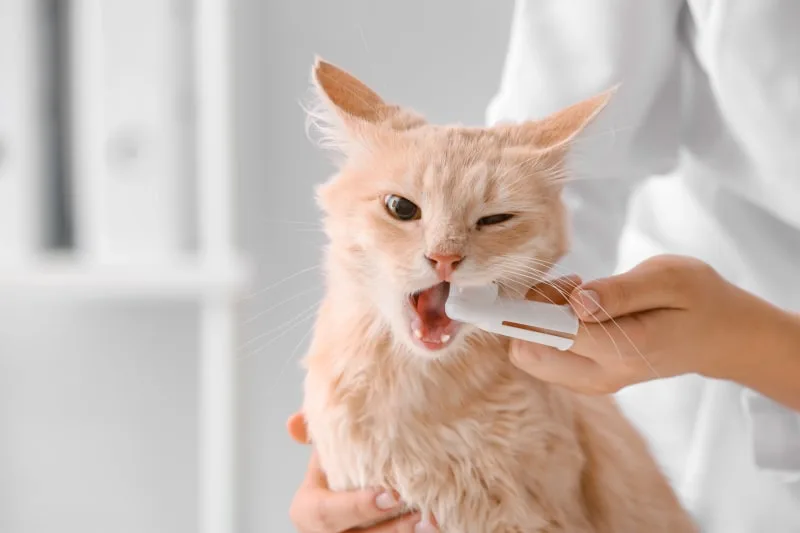 Cat Teeth Cleaning: How to Clean Your Cat's Teeth