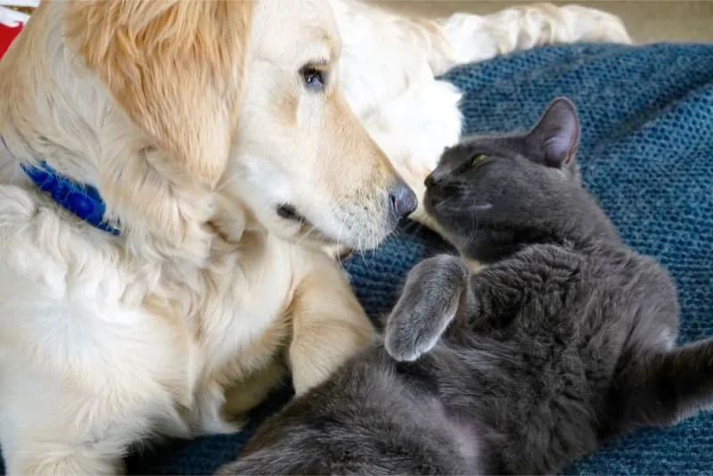 Puppy & Kitten: Are They a Good Match