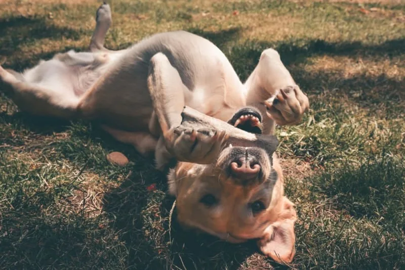 Do dental chews really work for dogs?