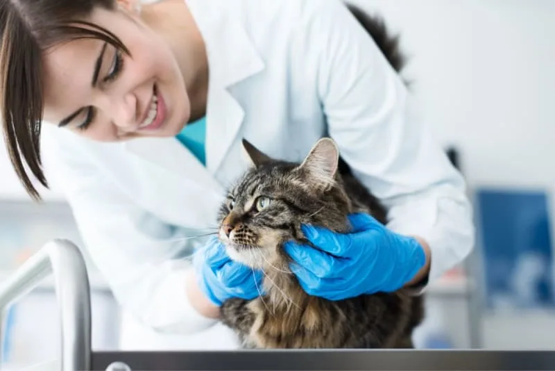 Lipoma in Cats