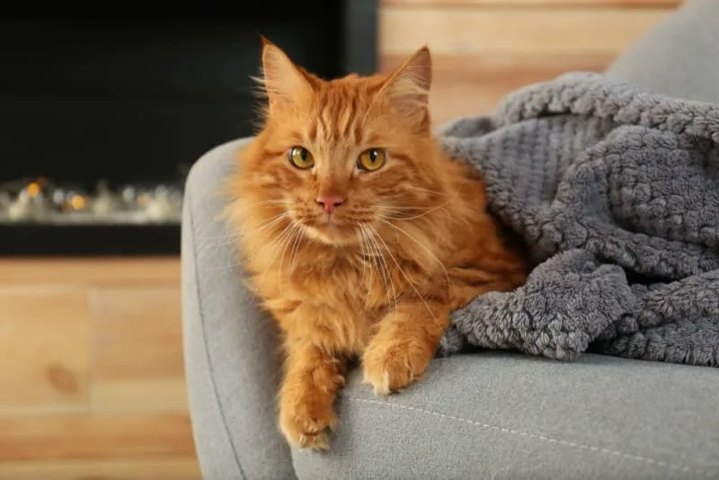 Is my cat overweight?