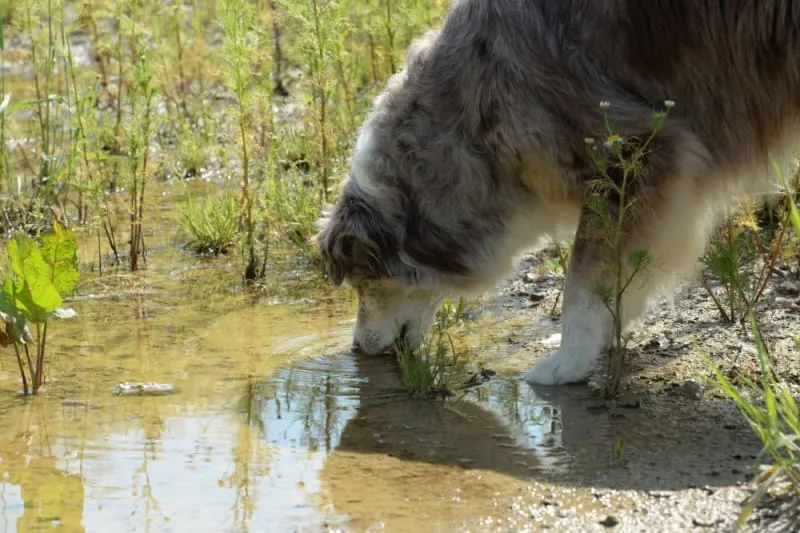 Giardia in Dogs