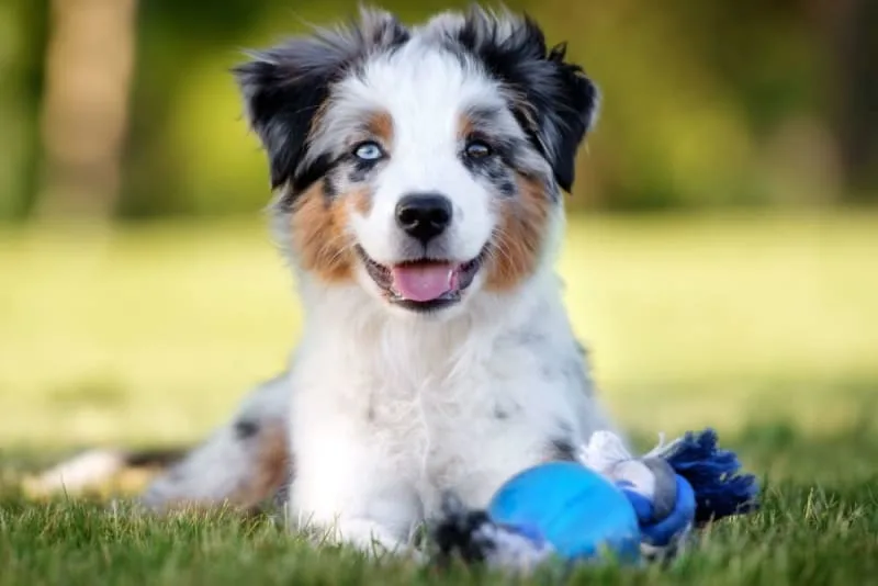 Knuckling in Puppies