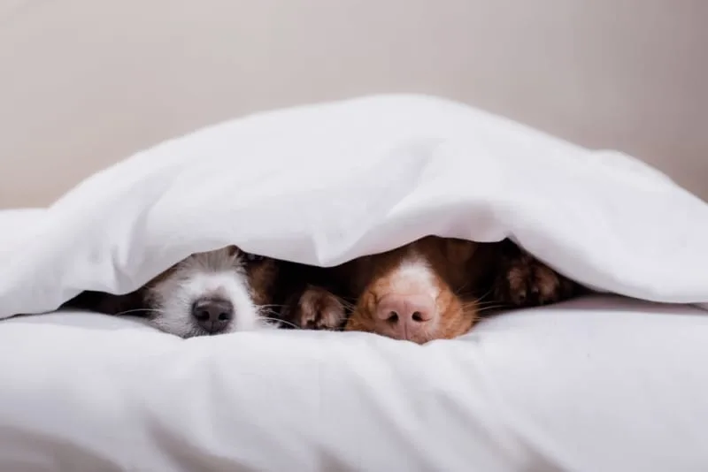 Anxiety & Depression in Dogs