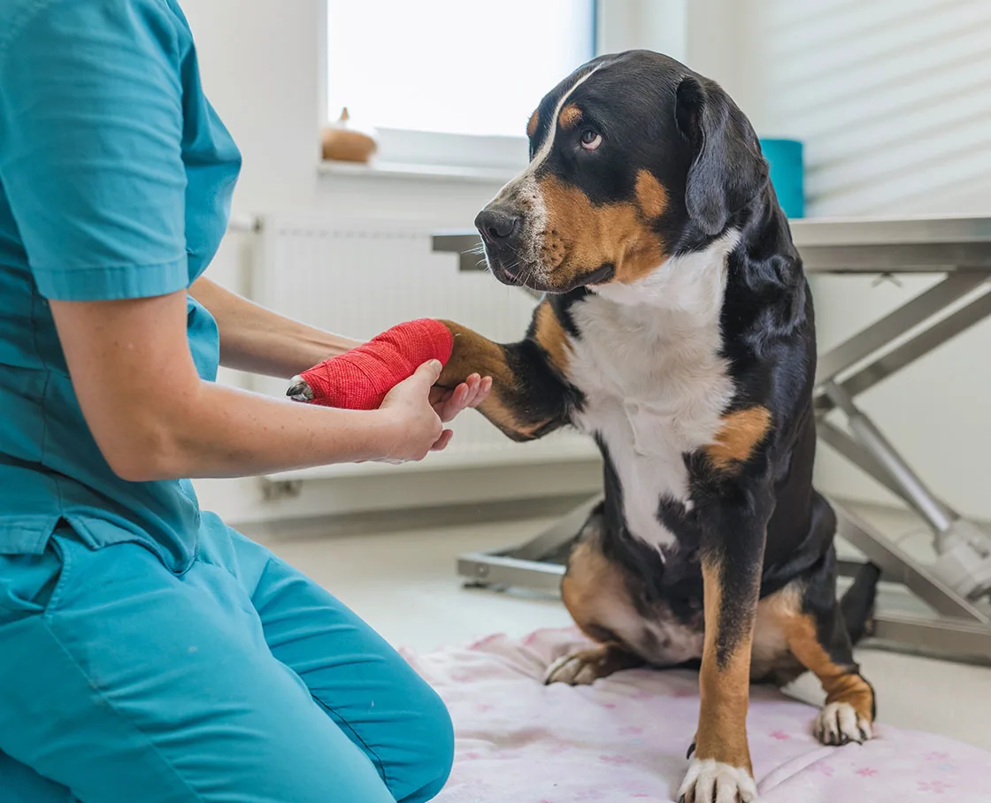 sad large dog getting bandage changed in office
