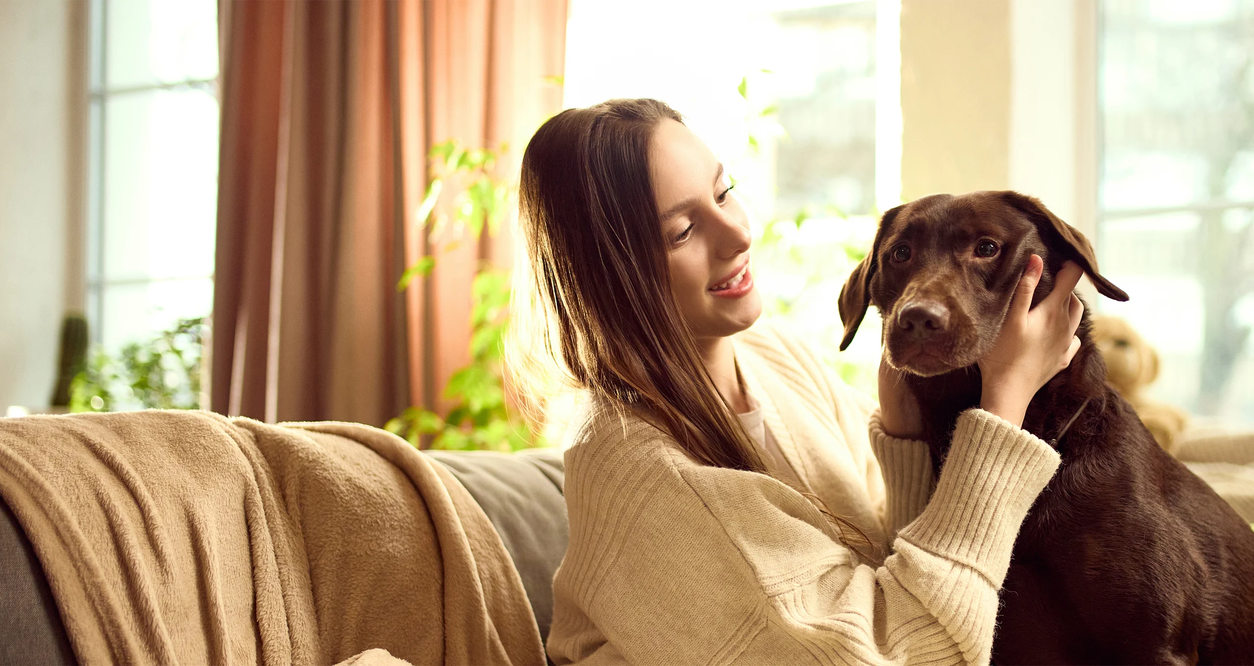 h woman rubbing ears of chocolate lab on couch