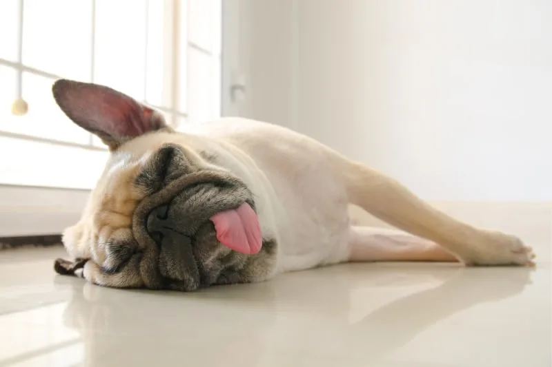 Dog Stops Walking and Won't Move! Reasons & What to Do