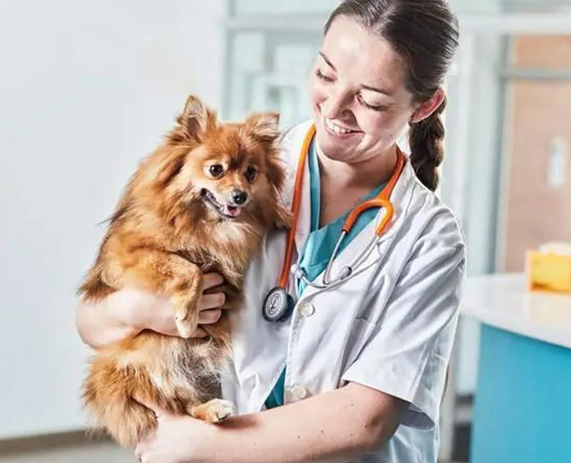 Smiling veterinarian in a white coat holding a small fluffy brown dog in a clinic