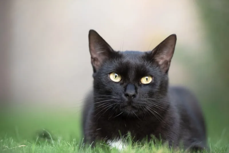Ear Hematoma Surgery in Cats