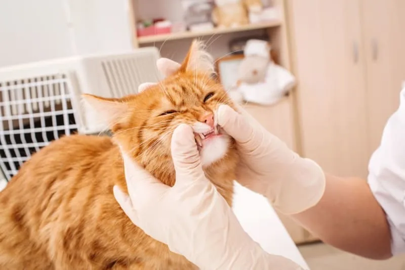 Stomatitis in Cats