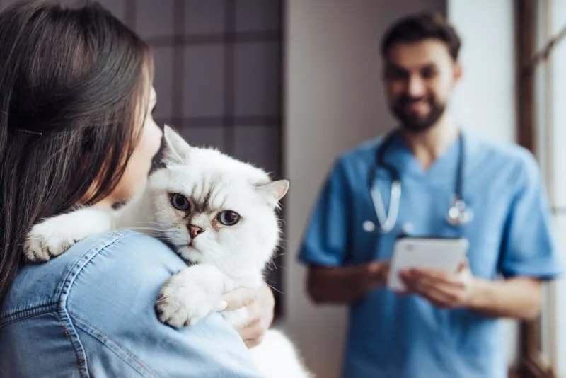 Why Are Regular Veterinary Checkups Important?