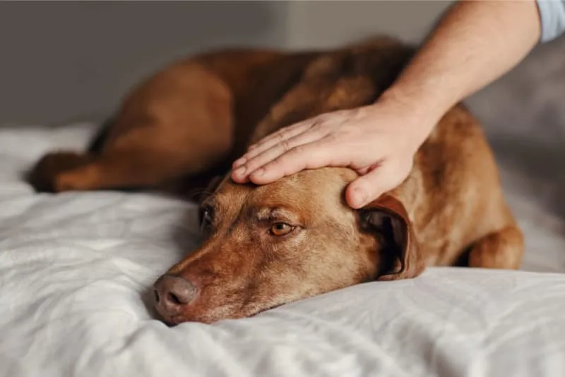 What to Say When Someone Loses a Pet
