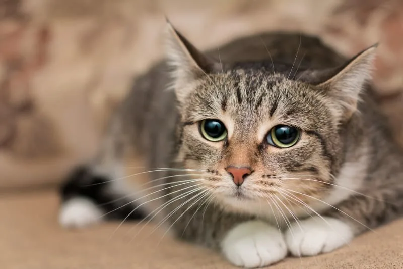 Bladder Stones in Cats
