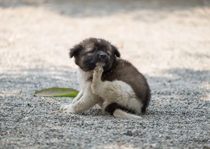 Yeast Dermatitis in Dogs