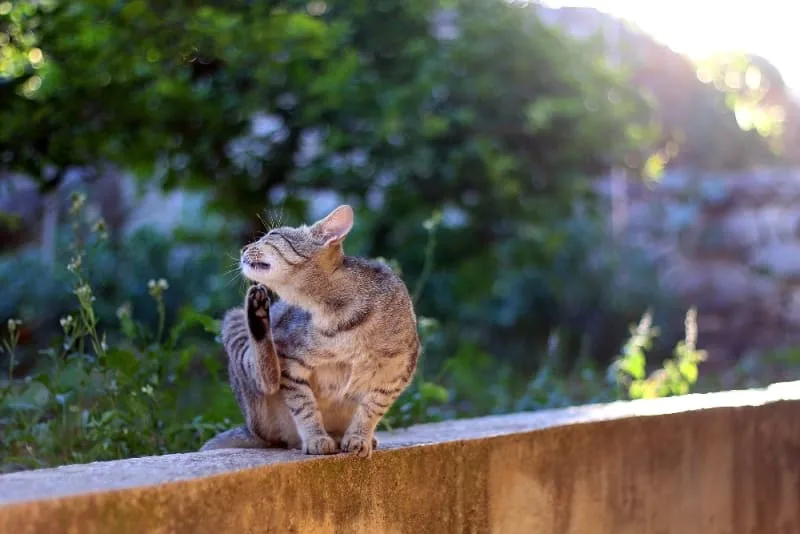Skin Allergies in Cats