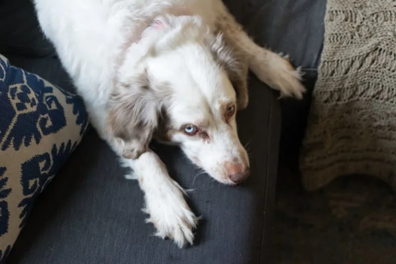 Entropion Surgery in Dogs