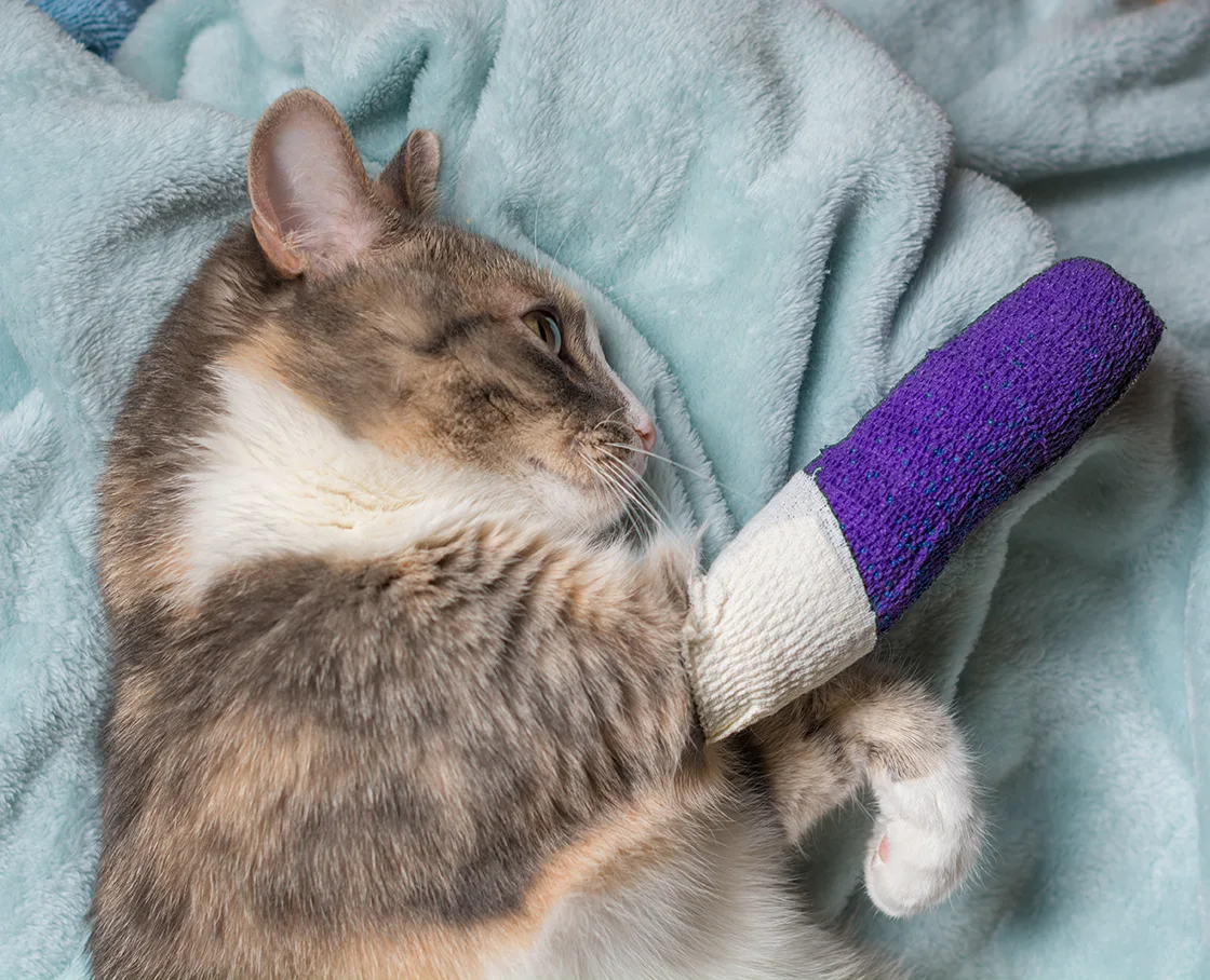 ortho - cat with splinted leg