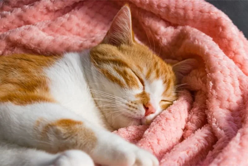 My cat sleeps constantly - how much is too much and when should I worry?