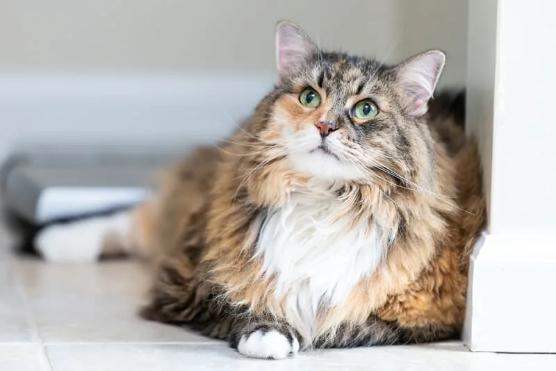 Tips To Help an Overweight Cat Slim Down