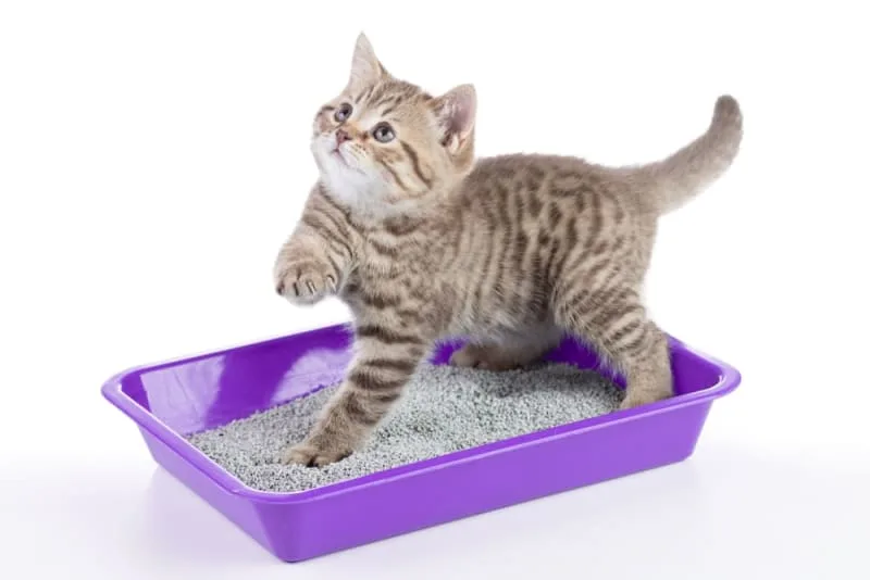 How To Help Your Constipated Cat