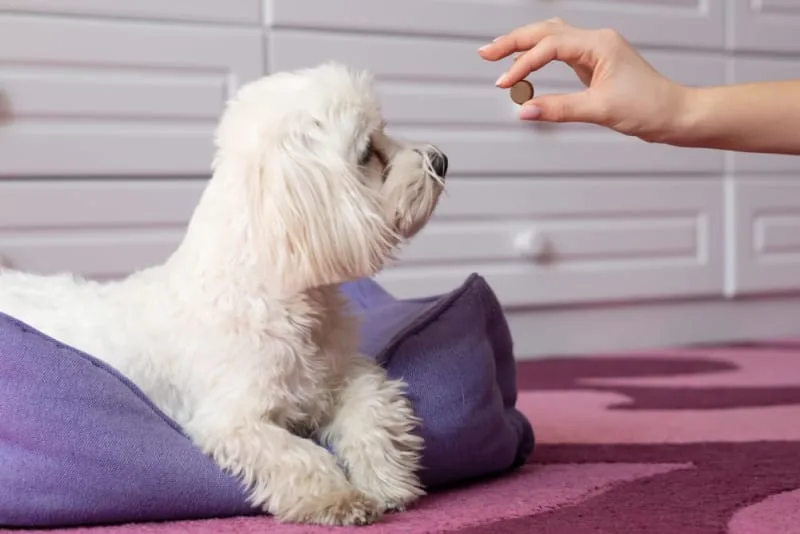 Importance of Parasite Control in Dogs