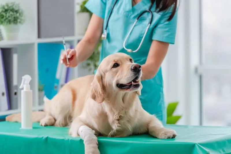 Are Dog Wellness Plans Worth it?