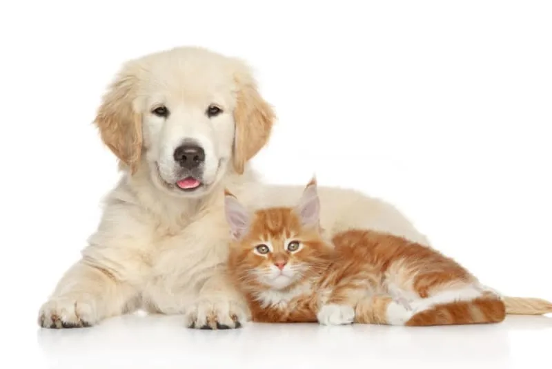 Puppy & Kitten: Are They a Good Match?