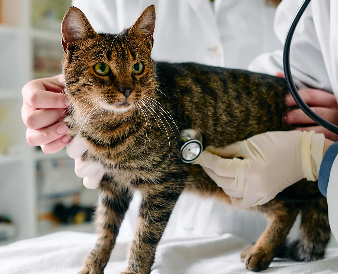 two veterinarians examining a cat with a stethoscope