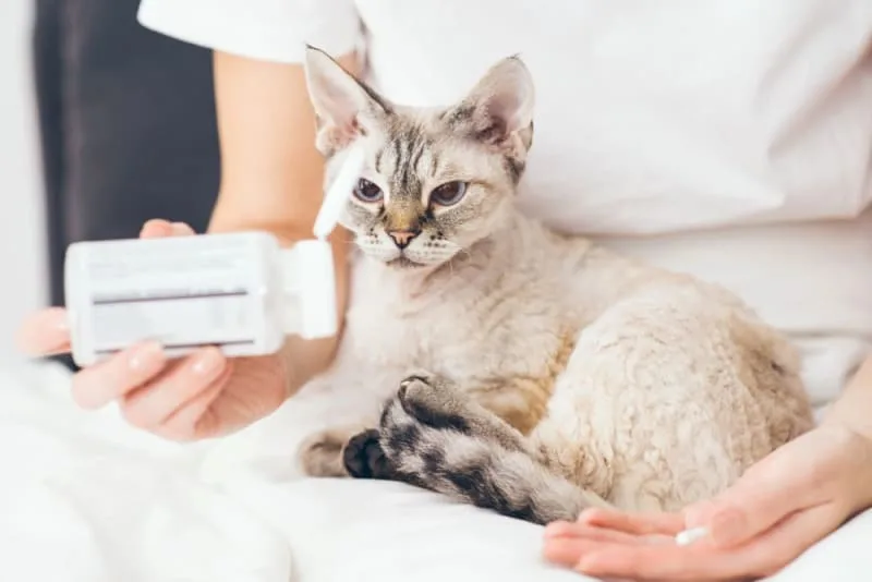 Probiotics for Cats