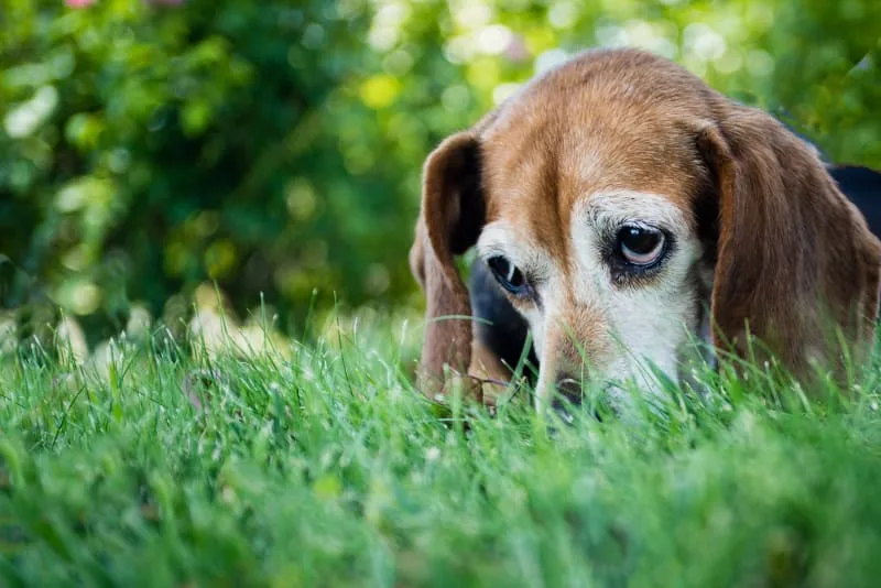 Inflammatory Bowel Disease In dogs
