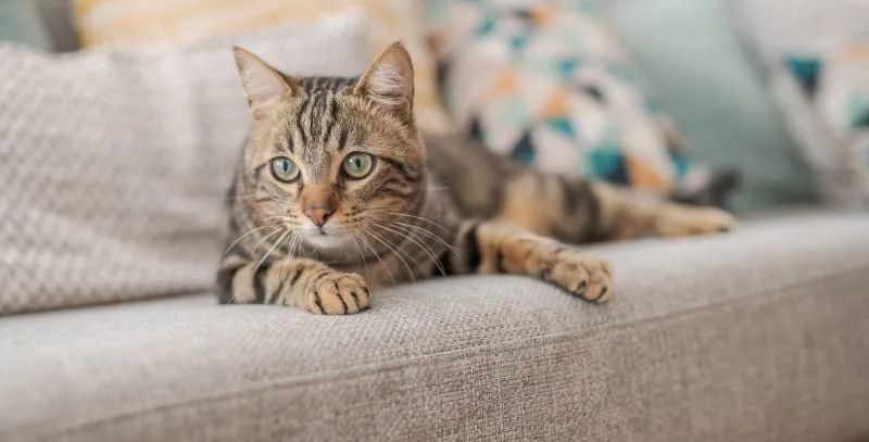 FHO Surgery in Cats