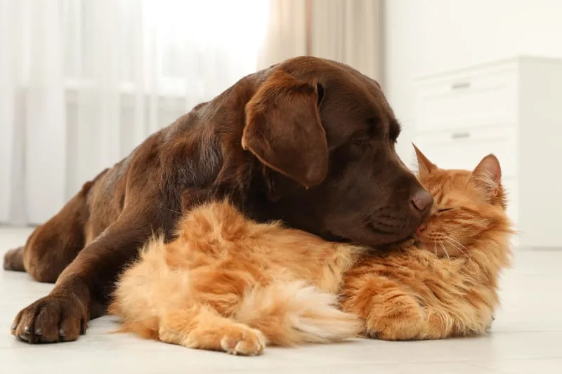Tips for Taking Care of Your Pet