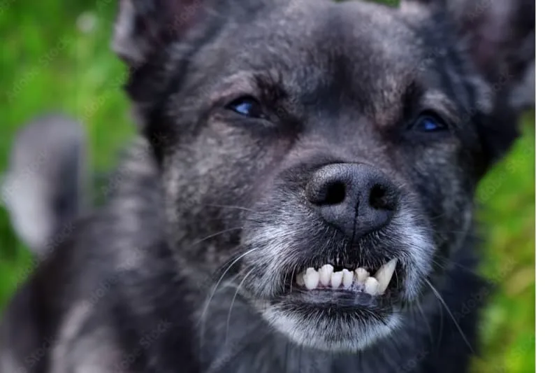 Malocclusions in Dogs