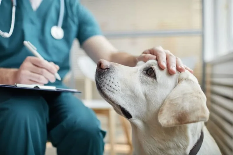 What is medical pet boarding?