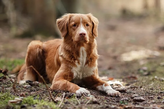 Protecting Your Pet (And Your Family) From Ticks