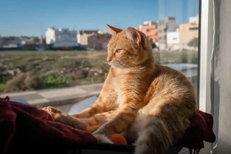 Where to Leave a Cat While on Vacation?