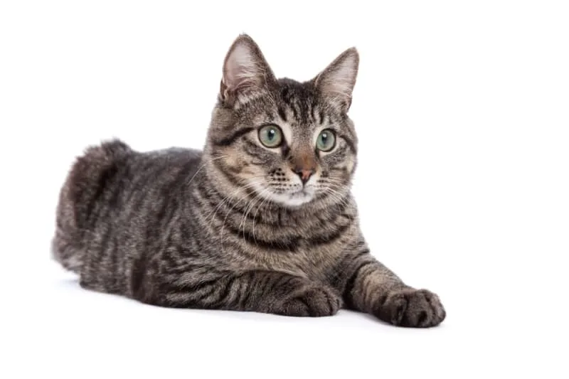 Rabies Vaccine for Cats
