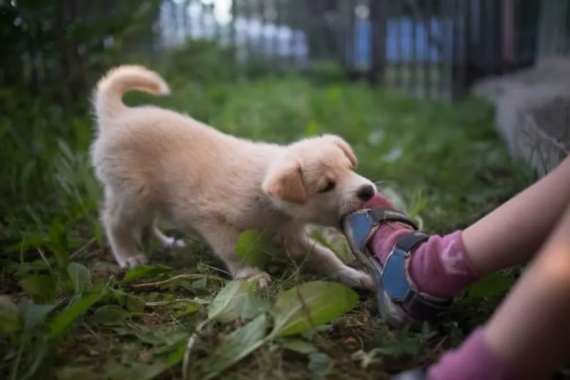How to Stop Puppy Biting