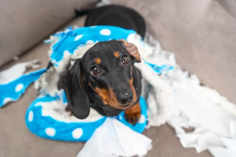 Why Dogs Chew & How To Stop Them
